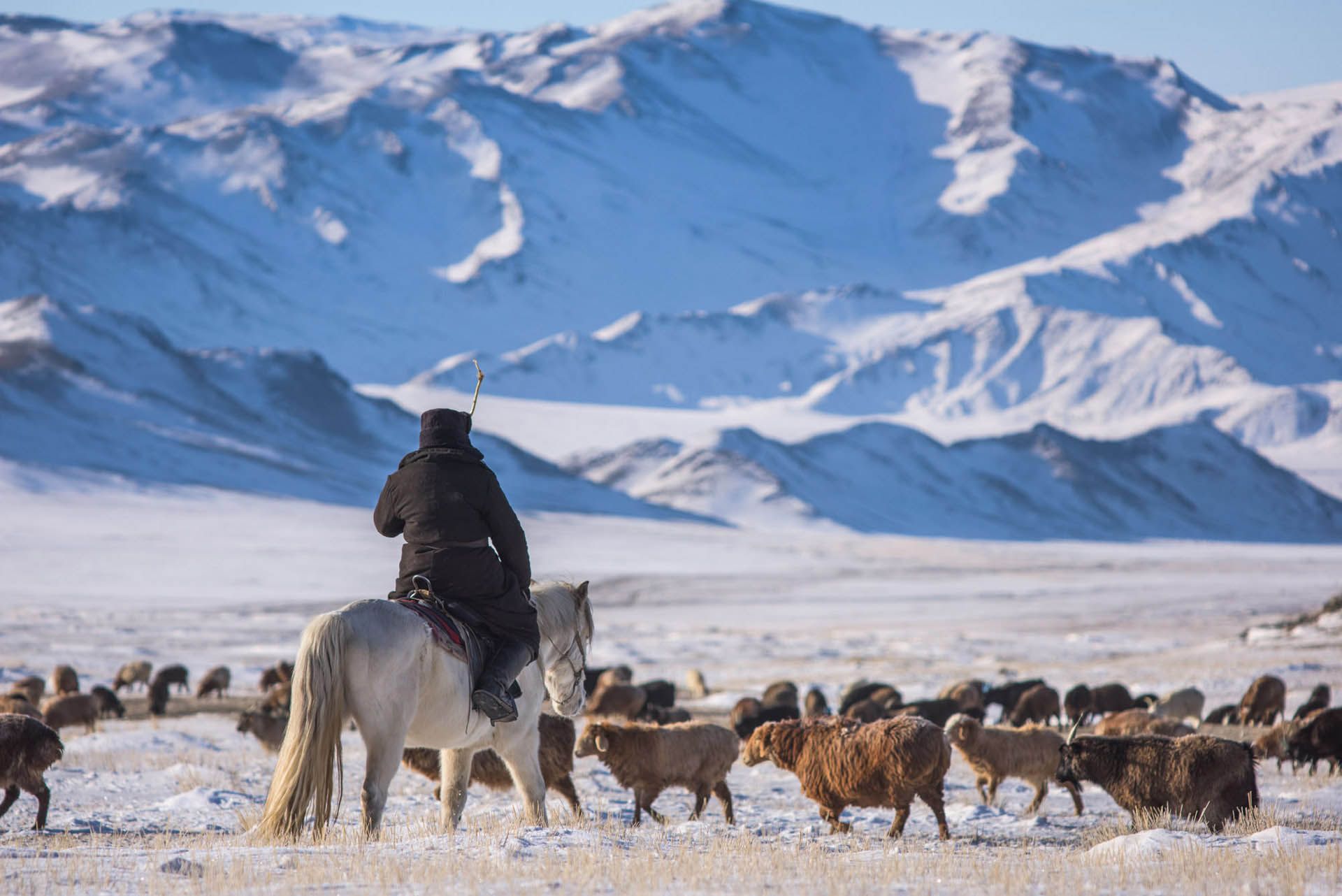 Туры зимой в Монголию